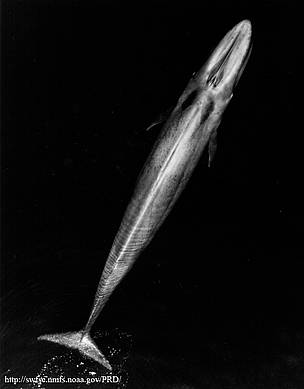 Adult blue whale / ©: NOAA Adult blue whale / ©: NOAA