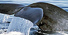 The largest animal on the planet, the blue whale is listed as a threatened species. / ©: WWF-Canon / Pieter Lagendyk The largest animal on the planet, the blue whale is listed as a threatened species. / ©: WWF-Canon / Pieter Lagendyk