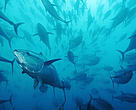 Bluefin tuna stock in the Mediterranean is threatened by overfishing and illegal fishing.