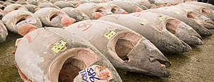 Mediterranean bluefin tuna — highly prized around the world, especially in Japan for sushi and ... / ©: WWF-Canon / Michel Gunther / ©: WWF-Canon / Michel Gunther