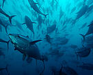 Northern bluefin tuna (<i>Thunnus thynnus</i>) in tuna ranching company's (Ecolo Fish) cages, being fattened for the sushi market, Mediterranean Sea, Spain. 