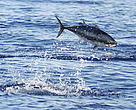 Atlantic bluefin tuna (<i>Thunnus thynnus</i>) feeding in the Mediterranean Sea.