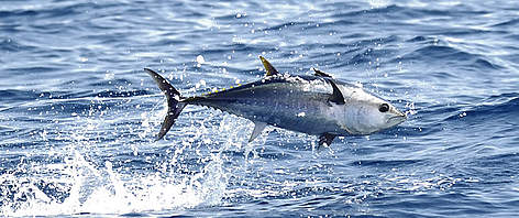 A juvenile bluefin tuna jumping from the water in the Mediterranean Sea. / &copy;: WWF / F. Bassemayousse