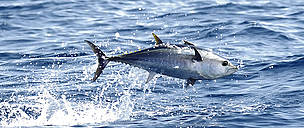 A juvenile bluefin tuna jumping from the water in the Mediterranean Sea.