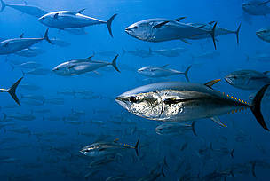 'On the Med tuna trail' – Using satellite technology WWF tracks giant bluefin tuna across the Mediterranean Sea as part of an ongoing project to protec the species.