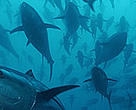 Bluefin Tuna in the Mediterranean