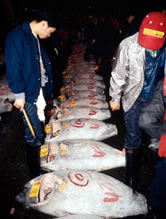 Bluefin and Yellowfin tuna being processed for sale at the Tokyo fishmarket, Japan.