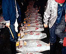 Bluefin and Yellowfin tuna being processed for sale at the Tokyo fishmarket, Japan.