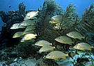 Blue-striped grunt (<i>Haemulon sciurus</i>) was found to be 26 times more abundant on ... / &copy;: WWF-Canon / Anthony B. Rath
