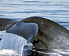 The largest animal on the planet, the blue whale is listed as a threatened species.