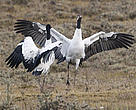 Black Necked Cranes in Gelephu