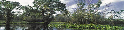 Floating vegetation (Eichornia sp.) and trees (Abarema sp., Macrolobium acaciafolium) in the forest ... rel=