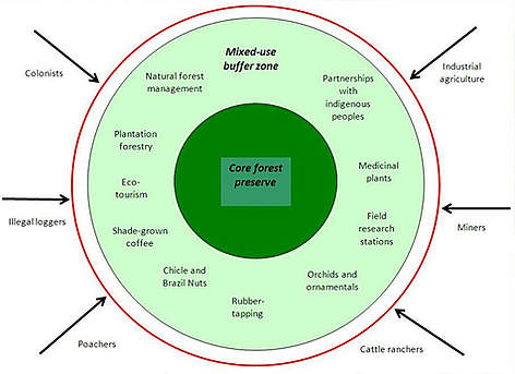 Managed forests can protect forest preserves by acting as buffer zones where local people can make ... / ©: WWF Bolivia rel=