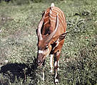  / &copy;: WWF-Canon / Fritz Vollmar