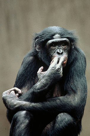 Pygmy chimpanzee (Pan paniscus) or Bonobo. / ©: WWF-Canon / Russell A. MITTERMEIER / ©: WWF-Canon / Russell A. MITTERMEIER