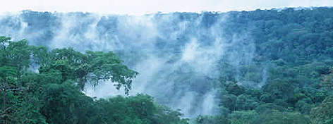Tropical rainforest. Western Congo Basin, Gabon. / ©: WWF-Canon / Martin HARVEY Tropical rainforest. Western Congo Basin, Gabon. rel=
