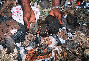 Bushmeat: Ape heads and hands for sale at fetish market. Congo, Central Africa.
/ ©: WWF-Canon / Martin HARVEY Bushmeat: Ape heads and hands for sale at fetish market. Congo, Central Africa.
/ ©: WWF-Canon / Martin HARVEY
