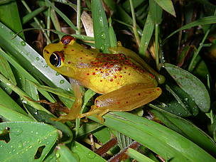 The new frog species, Boophis bottae, occurs in the eastern rainforest belt of Madagascar from ... / ©: Axel Strauss / WWF Madagascar / ©: Axel Strauss / WWF Madagascar