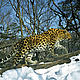 &copy; WWF-Russia / ISUNR