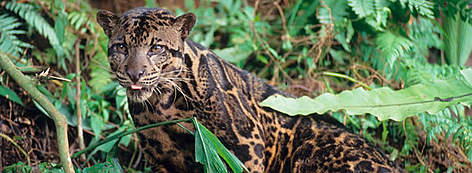 Clouded leopard in forest setting rel=