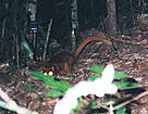 Frontal view of the mysterious animal. / ©: WWF Kayan Mentarang & D. Augeri / ©: WWF Kayan Mentarang & D. Augeri