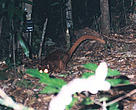 Frontal view of the mysterious animal.