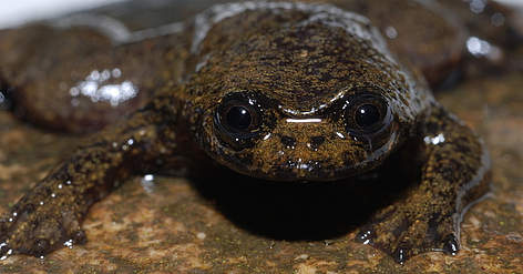 Caption: In 2008 scientists found out that the up to 7cm long Bornean flat-headed ... / ©: WWF/David Bickford rel=
