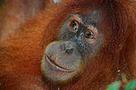 / &copy;: WWF-Canon / Peter Hofland