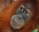 There are an estimated 6,900 orang-utans in Sebangau National Park, Borneo, Indonesia.