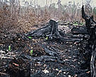 Because of increased drainage, the peat forest at Sebangu National Park is drying out and is more prone to forest fires during the dry season.