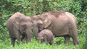 Bornean Pygmy elephant (Elephas maximus borneensis) family, parents with calf. Danum Valley ... / ©: WWF-Canon / A. Christy WILLIAMS Bornean Pygmy elephant (Elephas maximus borneensis) family, parents with calf. Danum Valley ... / ©: WWF-Canon / A. Christy WILLIAMS