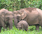 Bornean Pygmy elephant (Elephas maximus borneensis) family, parents with calf. Danum Valley Conservation Area, Sabah, North Borneo, Malaysia.