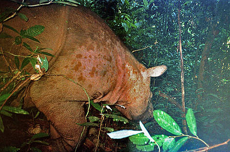 First-ever camera trap photo of a Sumatran rhinoceros in the wild on the island of Borneo. The ... / ©: WWF-Malaysia / Raymond Alfred rel=