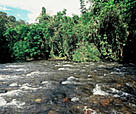 Forest along the Ella Ullu river. West Kalimantan, Indonesia. / ©: WWF-Canon / Alain COMPOST / ©: WWF-Canon / Alain COMPOST