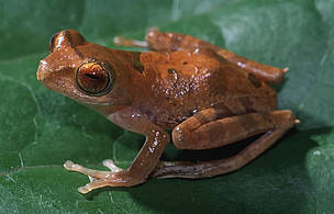 Newly discovered Borneo tree frog (Rhacophorus gadingensis). / ©: Alexander Haas / ©: Alexander Haas