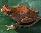 Newly discovered Borneo tree frog (<i>Rhacophorus gadingensis</I>).