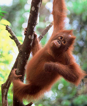 Orangutan (Pongo pygmaeus) Nyaru Menteng. Central Kalimantan, Indonesia. Borneo / ©: Alain Compost / WWF-Canon Orang-utan (Pongo pygmaeus) Nyaru Menteng. Central Kalimantan, Indonesia. Borneo / ©: Alain Compost / WWF-Canon