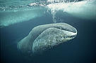 Bowhead whale / ©: WWF / ©: WWF