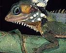 Found in Queensland, Australia, Boyd's forest dragon (<I>Hypsilurus boydii</I>) could lose about 90 per cent of its habitat by 2050 due to global warming, according to the <I>Nature</I> report.