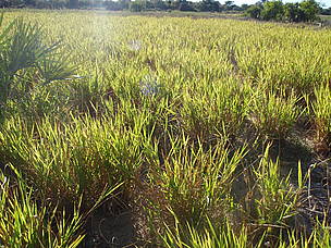 Bracharia in Itampolo / &copy;: Malika Virah-Sawmy