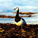  / &copy;: WWF / KLEIN & HUBERT