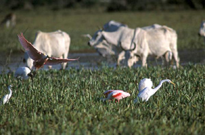 Wildlife and domestic animals coexist in the Pantanal - a Great White Egret, Pink-feathered ... / ©: WWF-Brazil/Zig KOCH / ©: WWF-Brazil/Zig KOCH