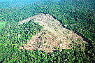 Aerial view of forest clearing to create grazing pasture for cattle. Amazon, Brazil. / ©: WWF / Zig Koch / ©: WWF / Zig Koch