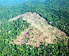 Aerial view of forest clearing to create grazing pasture for cattle. Amazon, Brazil.