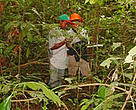 Community members working in the São Luis do Remanso forest.