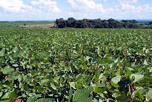 Soybeans; Paraná, Brazil