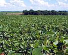 Soybeans; Paraná, Brazil