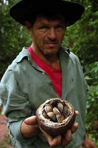 Un recolector de castaña en el bosque amazónico. / &copy;: WWF Bolivia / Eduardo RUIZ