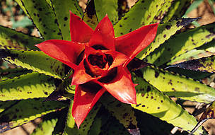 Bromelia (Bromeliaceae), Atlantic Rainforest. / ©: WWF-Canon / Michel GUNTHER Bromeliaceae Flowering Bromelia Espírito Santo, Atlantic Rainforest Brazil / ©: WWF-Canon / Michel GUNTHER