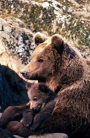 Brown bear (Ursus arctos) female embracing and taking care of one of her cubs. / ©: Sanchez & Lope / WWF-Canon Brown bear (<i>Ursus arctos</i>) female embracing and taking care of one of her cubs. / ©: Sanchez & Lope / WWF-Canon